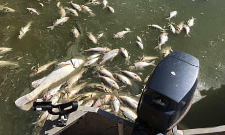 The death of hundreds of thousands of fish at Menindee in the Murray-Darling can be put down to a very dry period of unprecedented proportions, Nationals leader Michael McCormack says