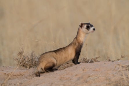 A black-footed ferret at a release site in Utah