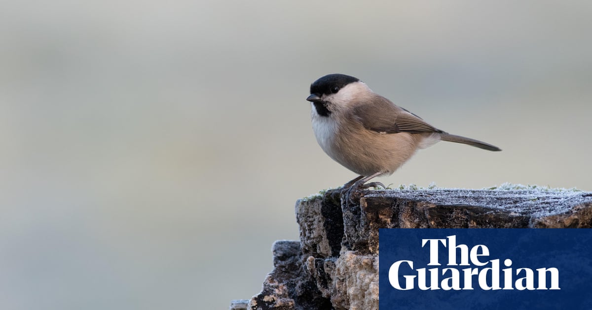 Podcast: Delving into a vanishing world through soundscape ecology | Science