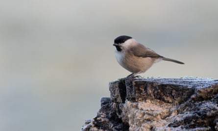 Marsh tits have become increasingly scarce.