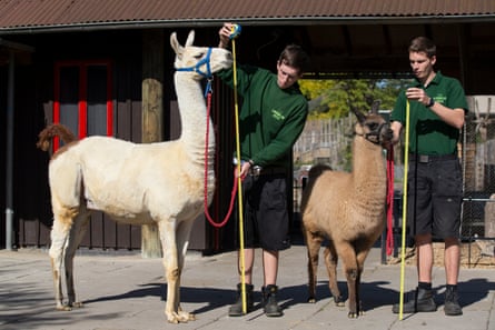 Adam Davies, pictured right with a llama, dated Sanders for five years but started a relationship with Westlake after they split, the court heard.