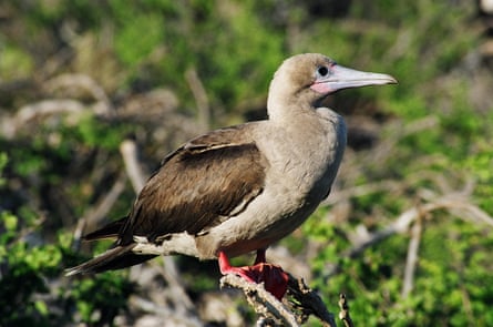 A red-footed booby from the Galapagos. Note its brown tail.