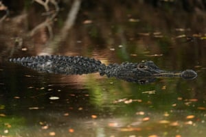 Um jacaré é visto perto do fairway no segundo buraco durante a rodada final do torneio de golfe RBC Heritage em Hilton Head Island, Carolina do Sul, EUA