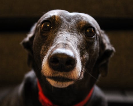 a sad looking black dog with greying fur
