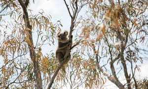 Koala in a tree