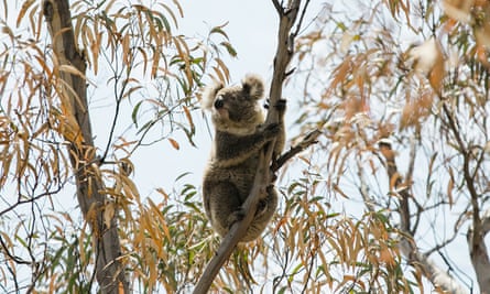 A koalas in a tree