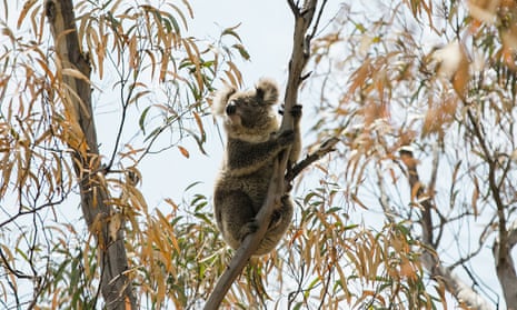 Logging is continuing in forest proposed for the Great Koala national park. 