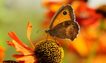 A gatekeeper butterfly on a flower in the UK