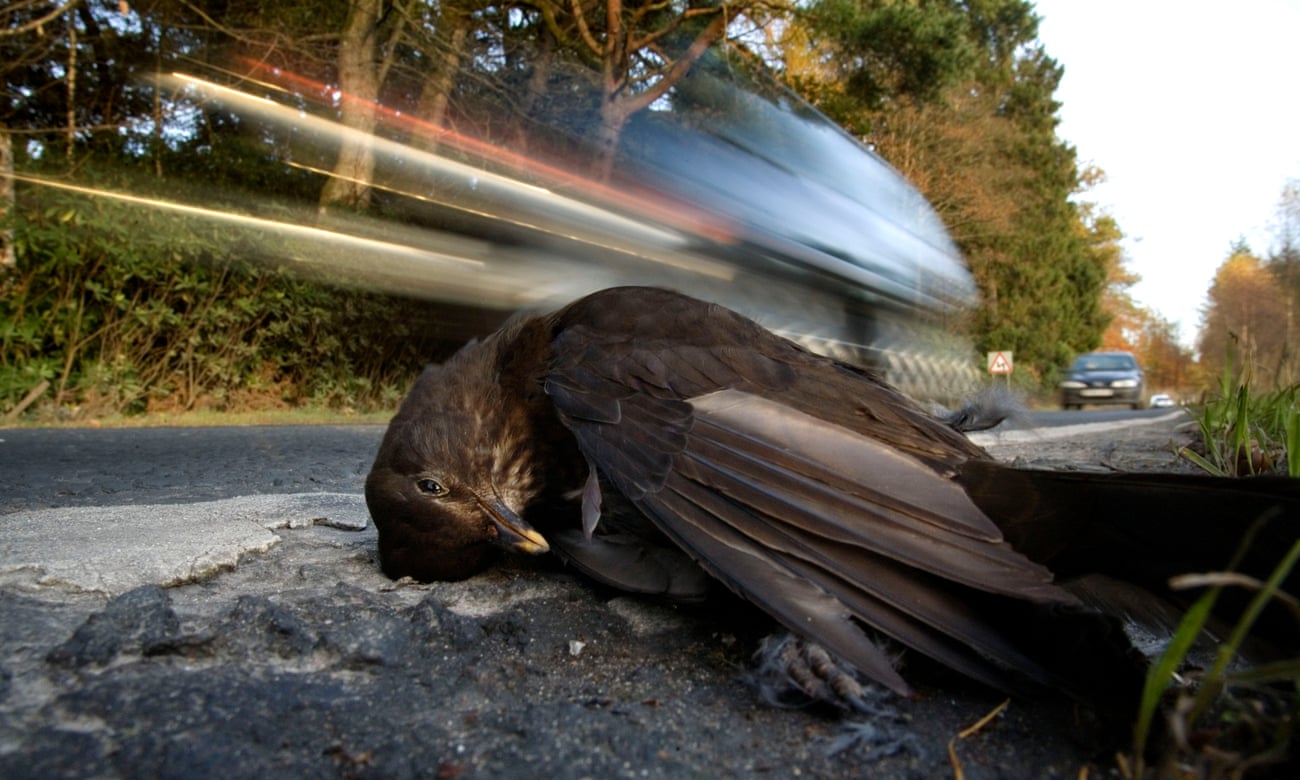 A female blackbird lies on the road in Stirlingshire, Scotland, as the traffic whizzes by.
