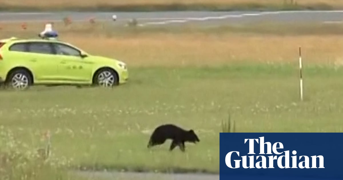 Bear roaming runway halts flights at Japanese airport