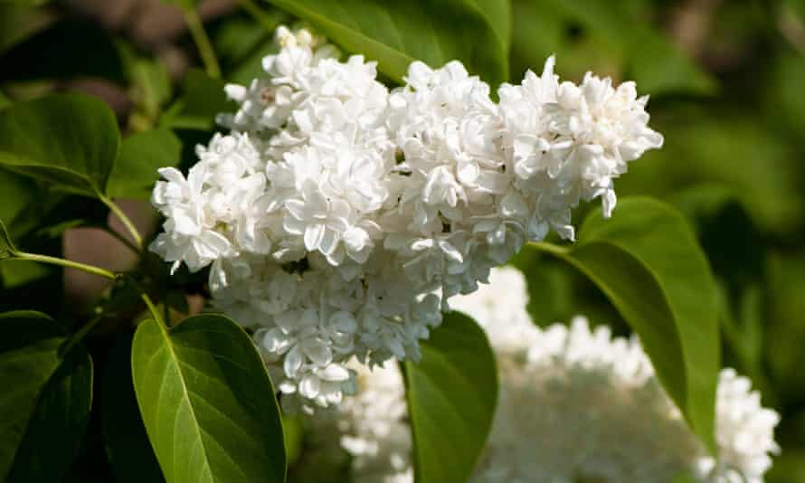 The Best Scented Flowers And Foliage Gardening Advice Guardian The Best Scented Flowers And Foliage, Best Scented Garden Plants Uk
