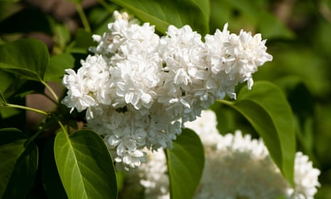 The elegant double white blooms of the common lilac, Syringa vulgaris ‘Madame Lemoine’. 