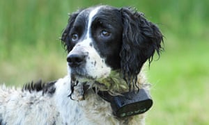 Cruel Electric Shock Pet Training Collars To Be Banned
