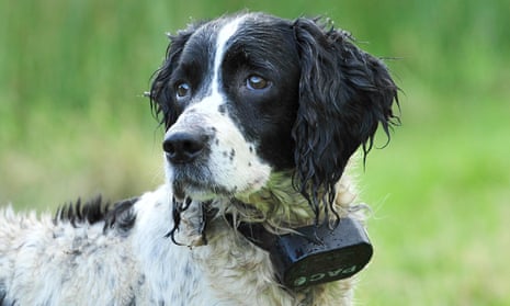 A dog wearing an electrically controlled shock collar