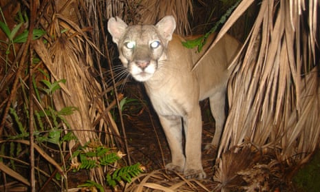 A Florida panther stands in undergrowth at night