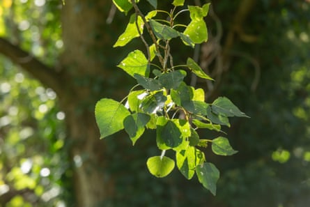 The noisy leaves of a poplar.