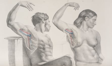Anatomical drawings of a man and a woman. Each has an arm raised to reveal the inner workings of the area where the arm meets the torso