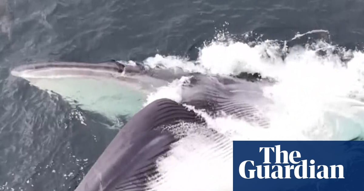 Whale in Wales: amateur photographer captures stunning footage - video