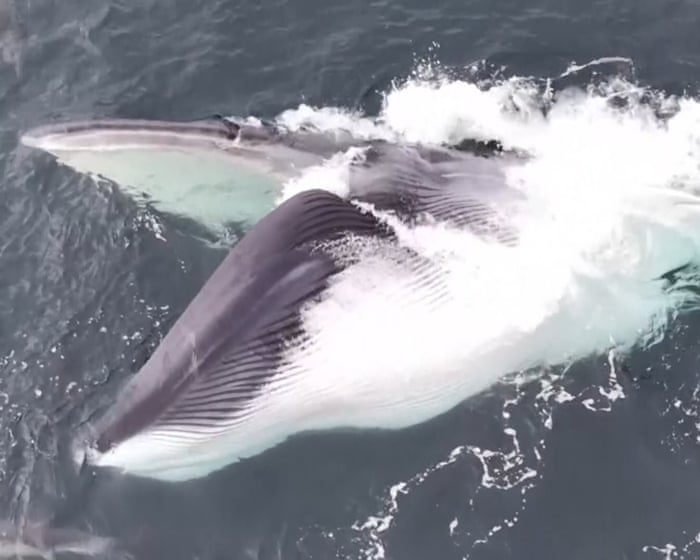 Image accompanying the story: Whale in Wales: amateur photographer captures stunning footage - video