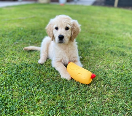 Polly the golden retriever as a puppy.
