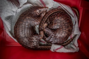 Rescued pangolins
