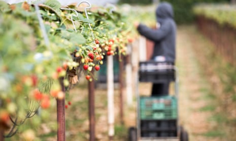 a fruit picker at work