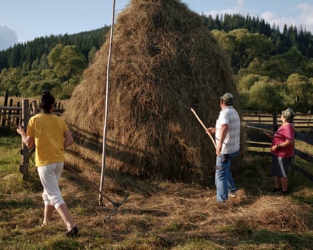 A man, woman and younger woman shape a haystack using rakes