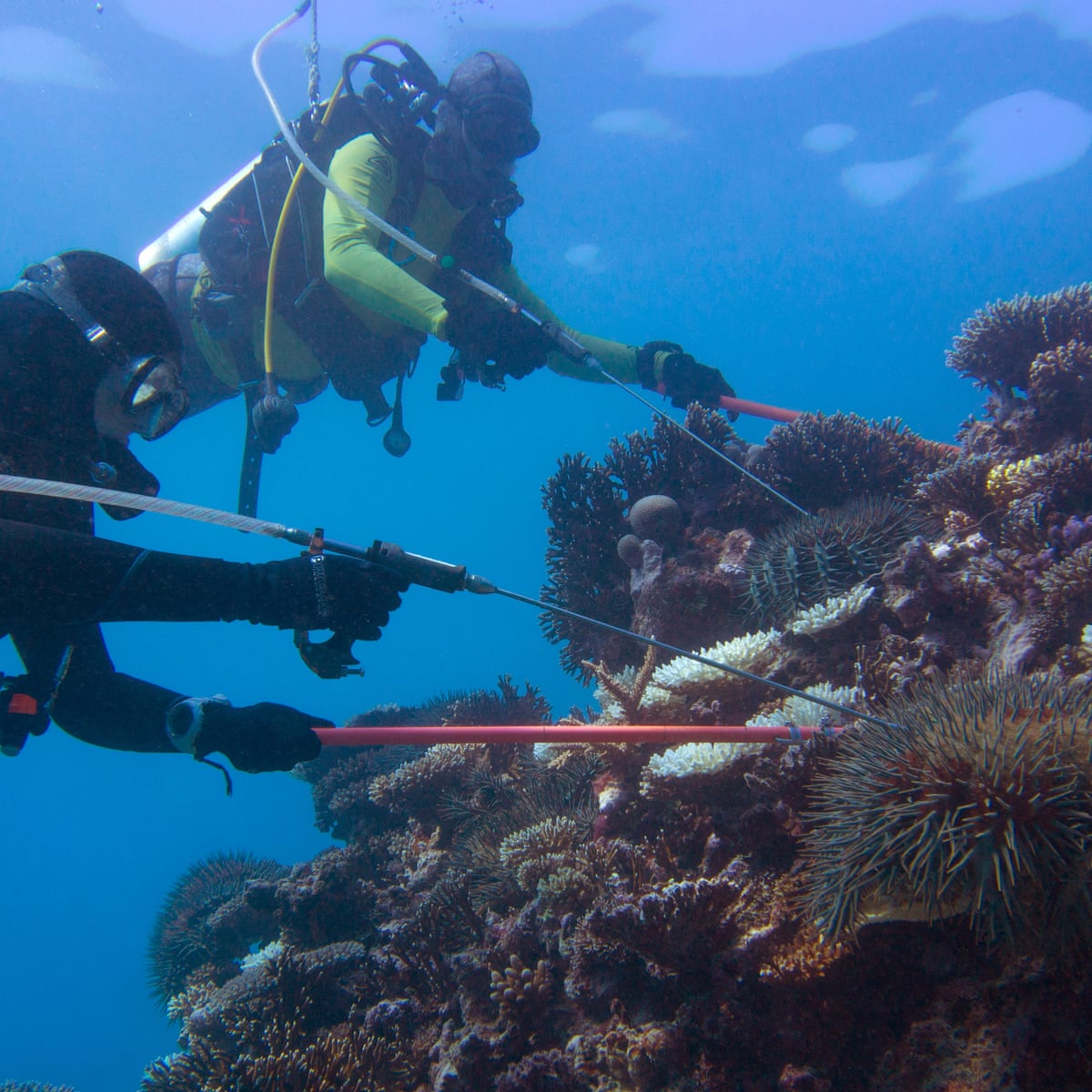 Australia Is Spending Billions On The Great Barrier Reef Will It Do Any Good Great Barrier Reef The Guardian Australia Is Spending Billions On The Great Barrier Reef Will It Do Any Good Great Barrier Reef The Guardian