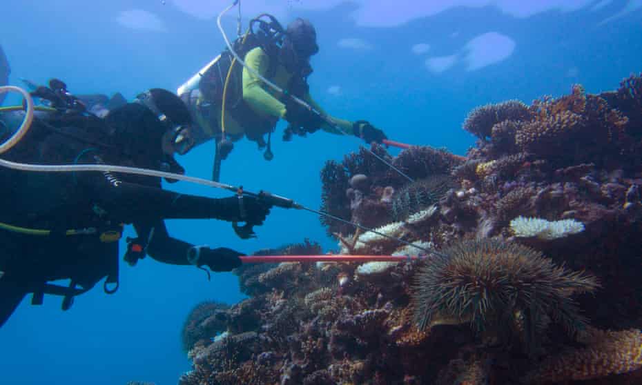 Crown-of-thorns starfish monitoring on the Great Barrier reef.