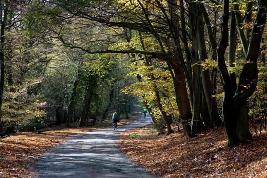cyclists follow a quiet lane in Epping Forest.