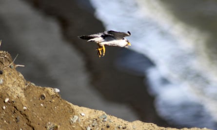 A peregrine falcon flying in San Gregorio, Patagonia, Chile.