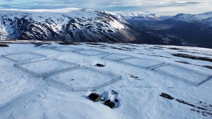 La estación de cría cerca de Oppdal.  Aunque el programa noruego se centró inicialmente en aumentar el número de zorros árticos, el objetivo ahora es mejorar la diversidad genética. Fotografía: Folleto