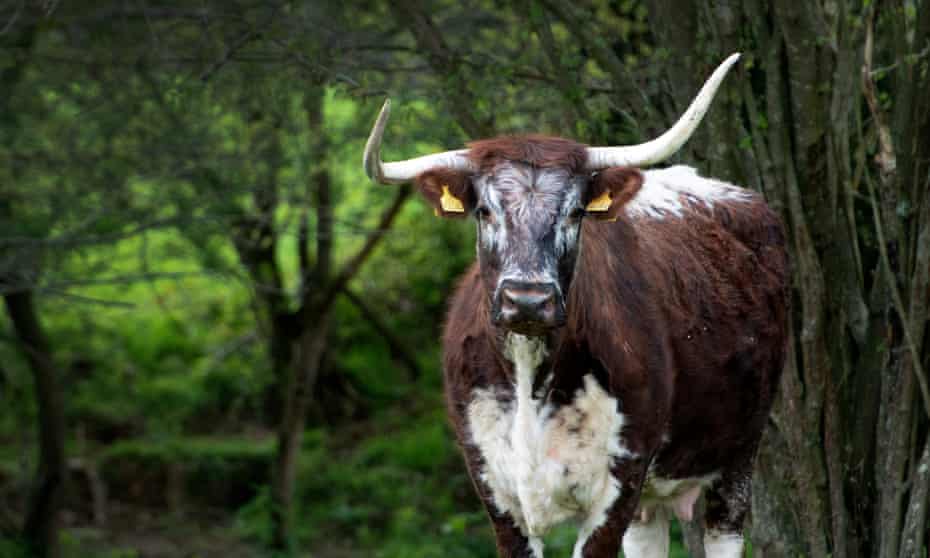 A cow in woodland