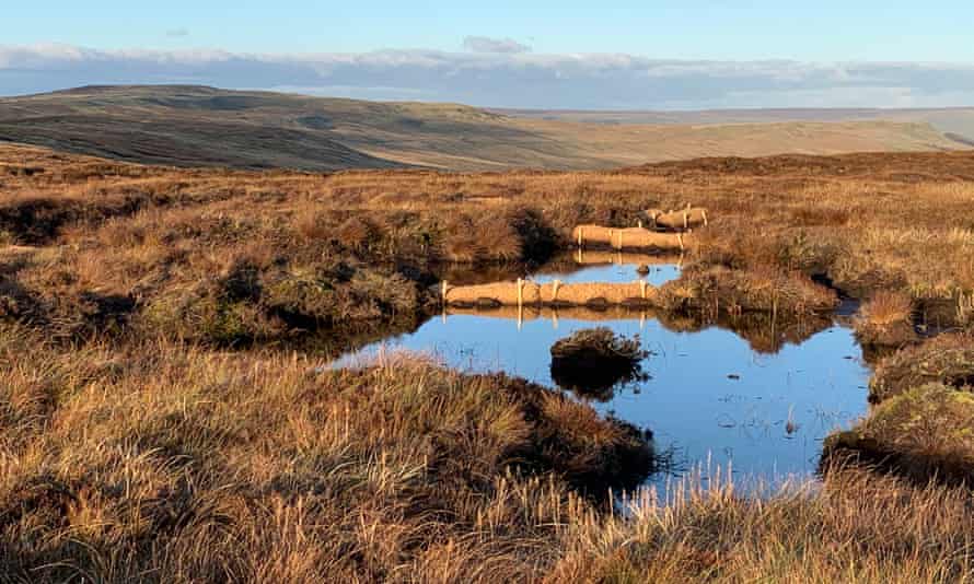 The Great North Bog