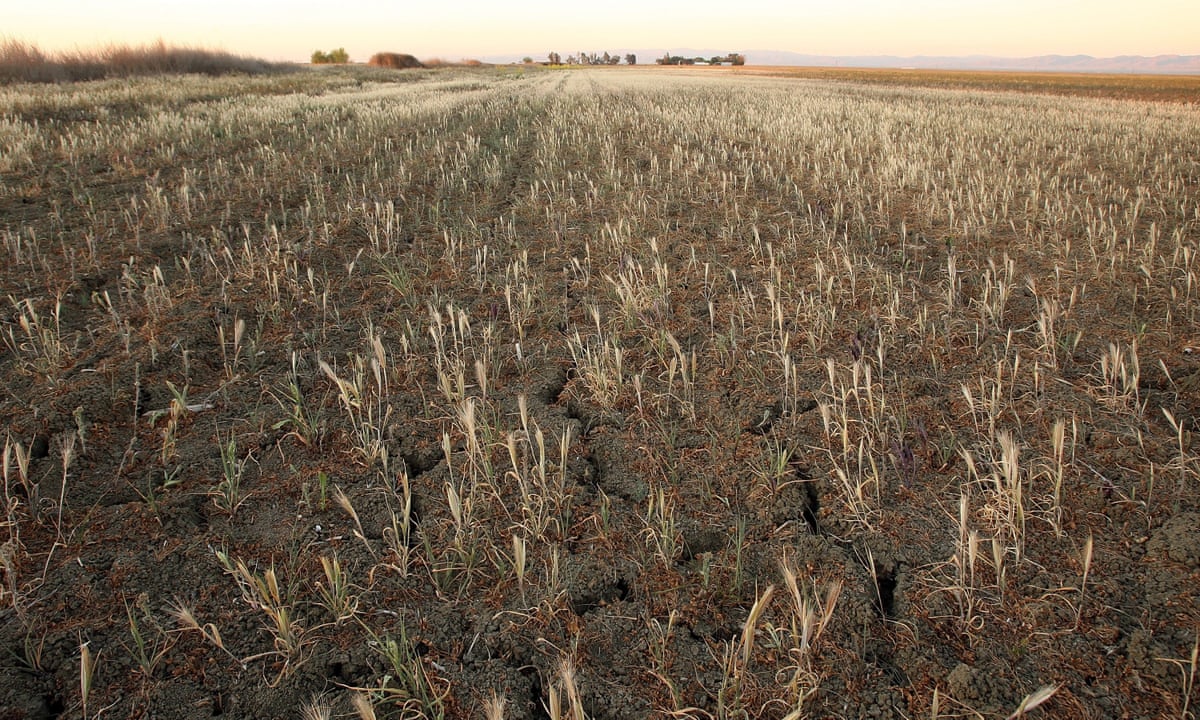 The Central Valley is sinking: drought forces farmers to ponder the abyss, California drought