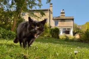 A black cat hunting in a garden
