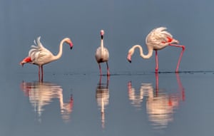 Flamingos na água em Yuncheng Salt Lake, Shanxi, China