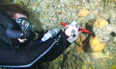 A deep-sea diver takes a specimen of Ceratoporella nicholsoni –