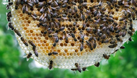Dozens of honeybees crawling on honeycomb