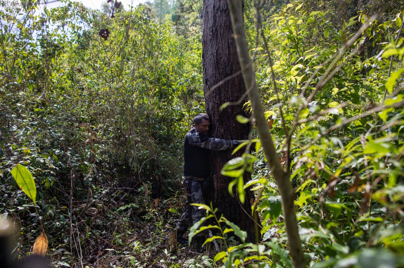 Olímpio Iwyramu Guajajara hugs a tree coveted by loggers, during a mission to combat deforestation