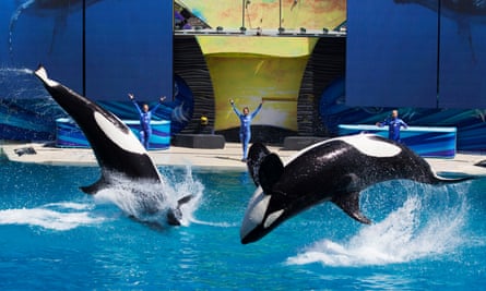 orcas dive into a pool backwards as trainers look on and raise their hands