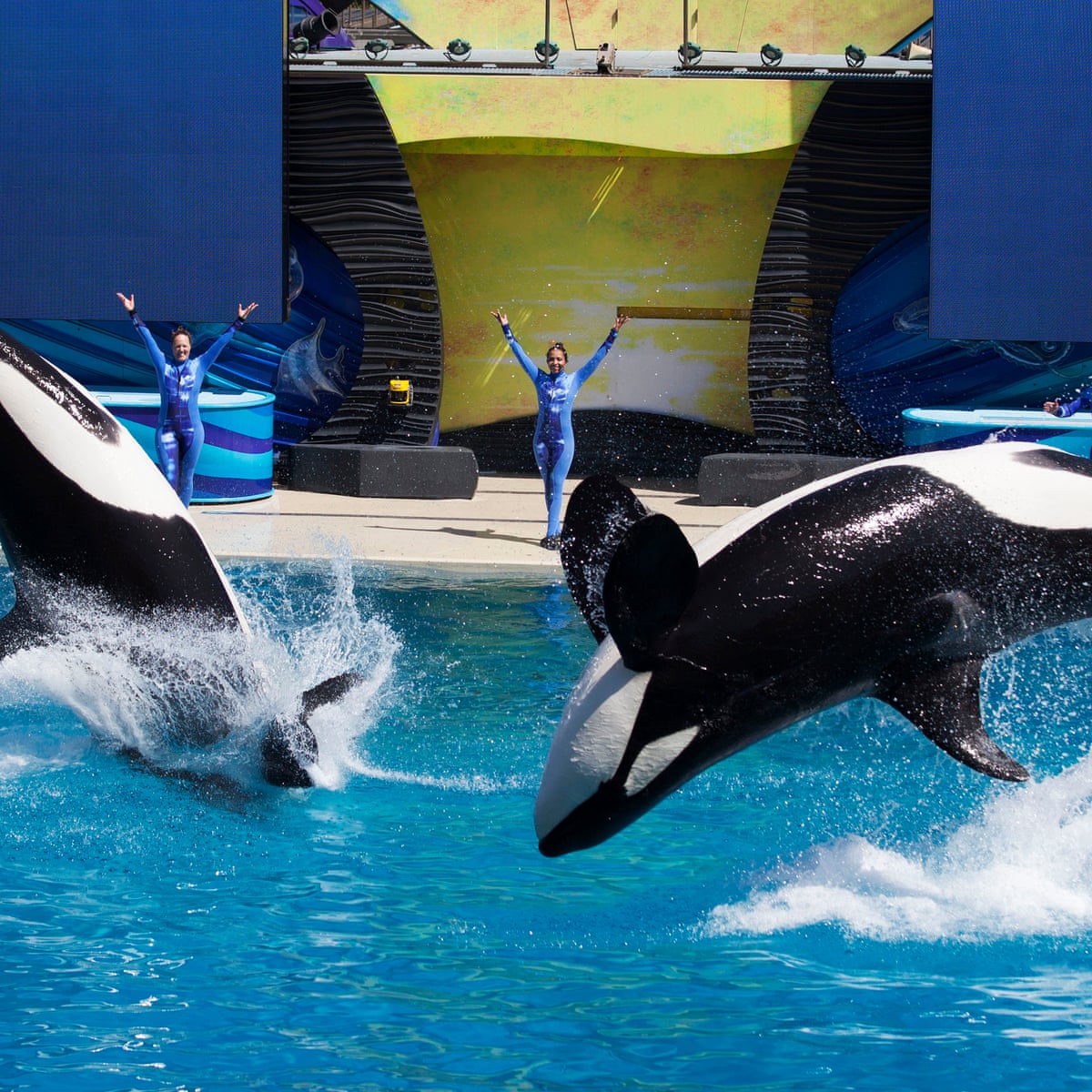 Orcas Seaworld orcas-seaworld