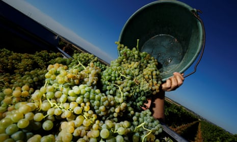 Grapes being harvested at the MR Mathias Wolf vineyard in Loerzweiler, Germany