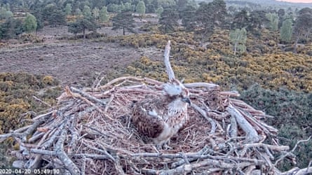 Poole Harbour Osprey Nest Camera