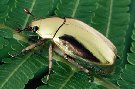A golden scarab beetle (Plusiotis resplendens) portrait on leaf, Monteverde Cloud Forest Reserve, Costa RicaH82HRY Golden Scarab Beetle (Plusiotis resplendens) portrait on leaf, Monteverde Cloud Forest Reserve, Costa Rica