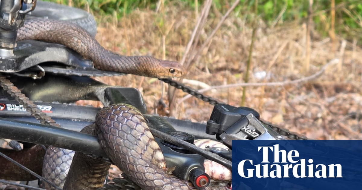 Snake in a chain: lucky escape for Australian woman after bite from deadly reptile caught in bike chain