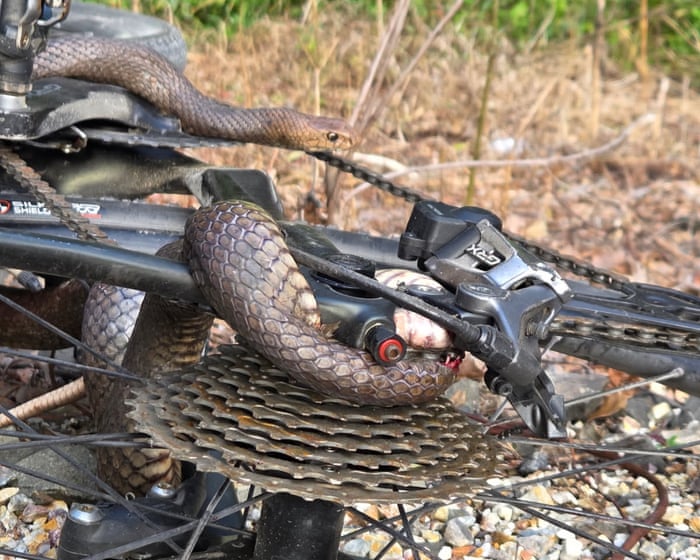 Snake in a chain: lucky escape for Australian woman after bite from deadly reptile caught in bike chain