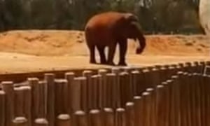 Elephant at Rabat zoo