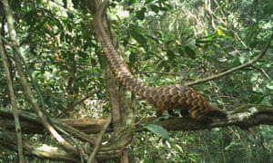 A black-bellied pangolin in Ziama, Guinea. A recent trial of arboreal camera trapping, camera traps placed above the ground to study arboreal or semi-arboreal species, has successfully captured images of black-bellied and white-bellied pangolins. Due to the success of this trial, Fauna &amp; Flora is rolling out arboreal camera traps on a much wider scale. Pangolins are one of the most trafficked mammals in the world, due to high demand for their scales which are used in traditional medicines. It is estimated that more than 1 million pangolins have been poached in the last 10 years