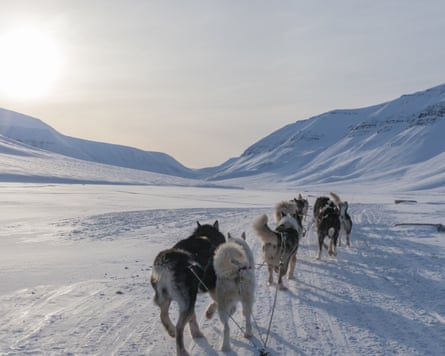 Sled dogs in Longyearbyen, Svalbard.